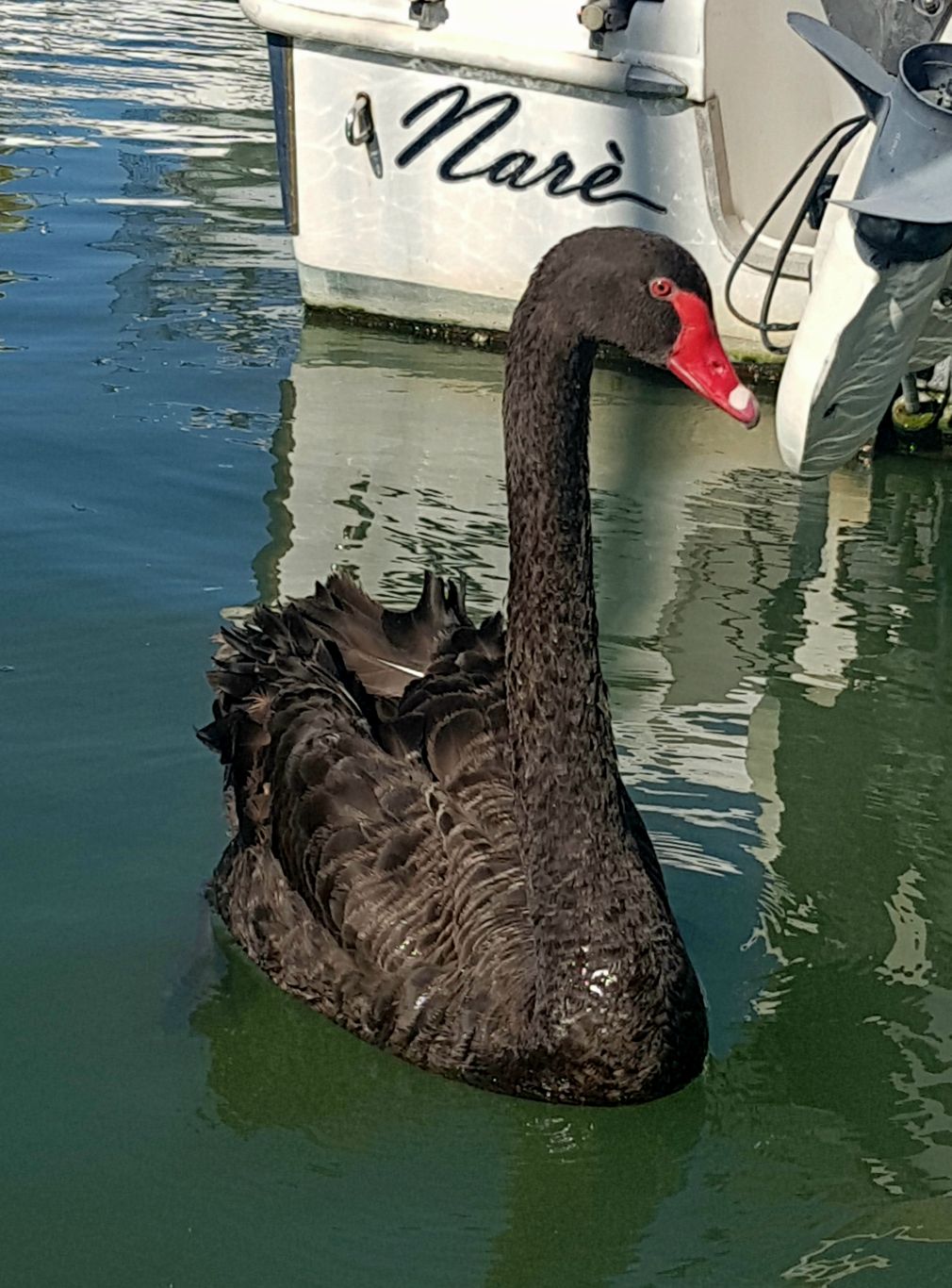 Perlustrazione sul Tevere per la moria dei pesci